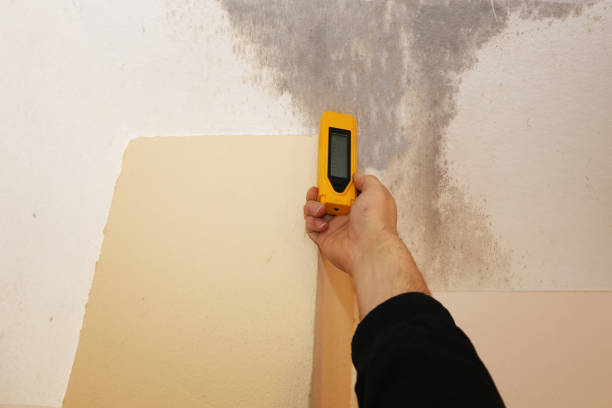 Best Real Estate Mold Inspection  in Wellsville, UT
