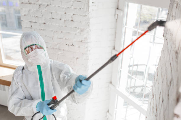 Best Basement Mold Removal  in Wellsville, UT