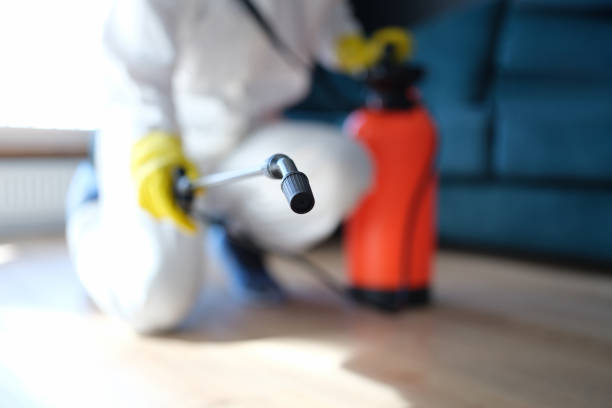 Best Black Mold Removal  in Wellsville, UT